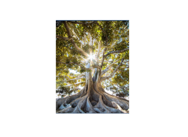 Screen Shot 2024-01-03 at 4.17.10 PM